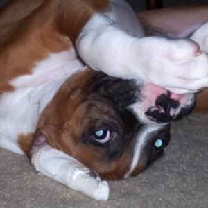 Scratch_my_ears_