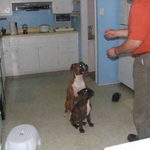 Sit_for_Treats