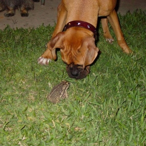 Rocky finds Toad