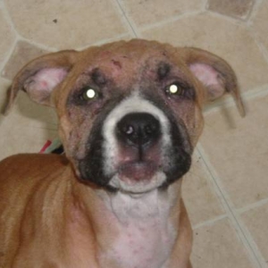 rash again