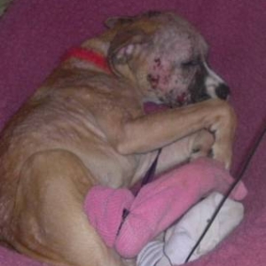 demodex again