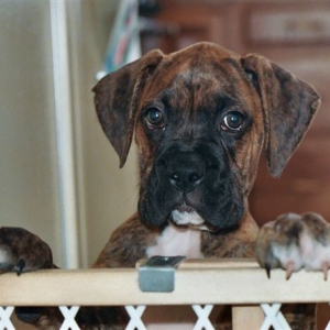 Bruno_12_weeks_1_