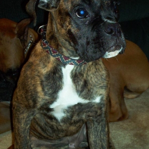 Apollo_4_months_old