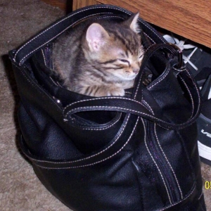 Tiko