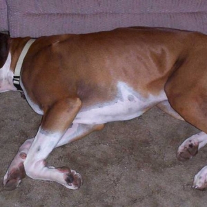 Tanner all tuckered!