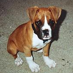 Axel 1