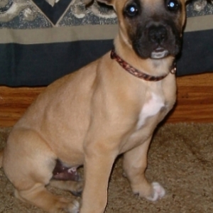 This is Buddy
