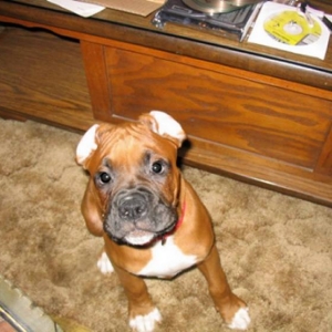 Pilot Ears.