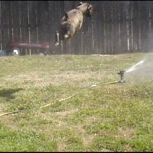sprinkler time!