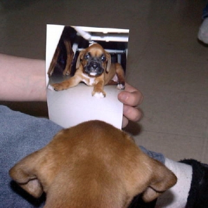 Who Is That Cute Dog?