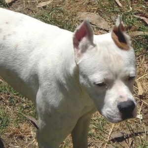 Snoopy Posing