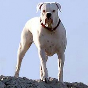 AVRA