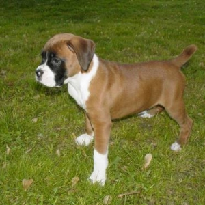 Tori at 9 weeks old