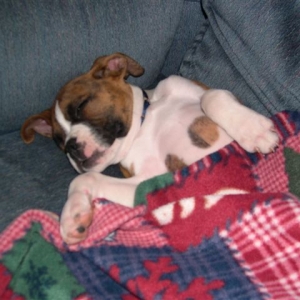 Taz sleeping with his fav blanket