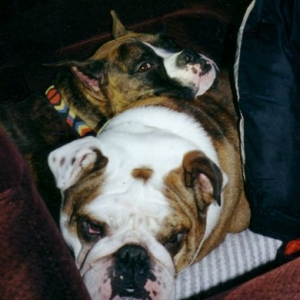 Jackson and Winston nappin