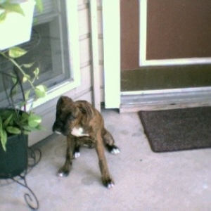 He thinks he's a vegan