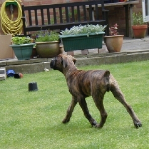 Max goes for a trot!