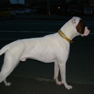 Shouhei