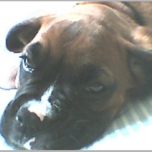 sleepy apollo