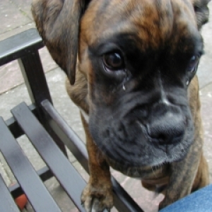 I'd really like a biscuit
