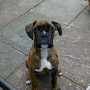 Please can I have a biscuit?