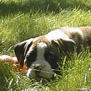asleep in the grass