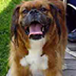 Hairy Boxer