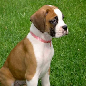 Lola 9 weeks