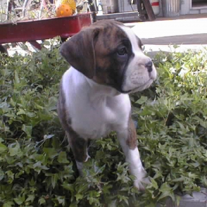 In the Ivy