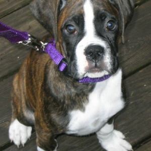 Roxy