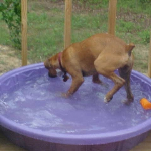 Water Bowl?