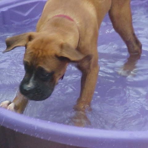 Let's Splash