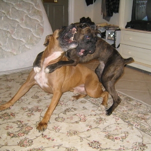 Minnie Humping Ranger