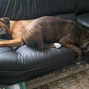 Commandeering the Couch