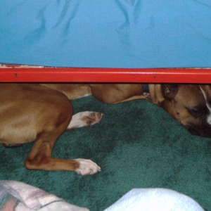 Hide & Seek