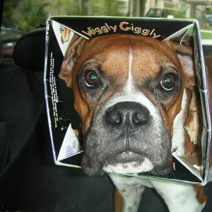 Sometimes the box is more fun than the TOY!!!