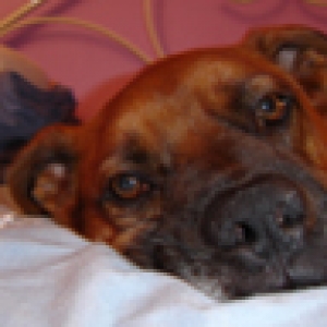 Duke