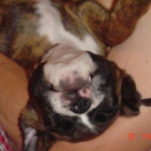 Upside Down Boxer