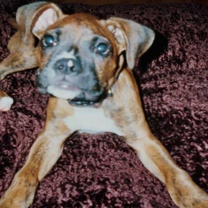 Bentley on his bed!