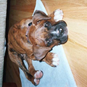 Bentley on floor