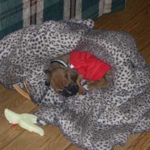 Sleeping in Basket