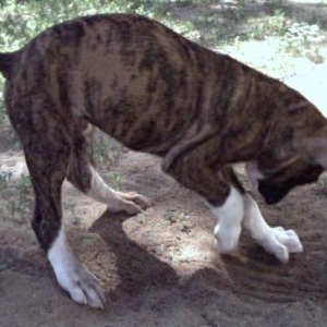 Learning to dig!