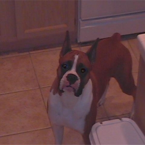 Fritz_is_posing_for_daddy