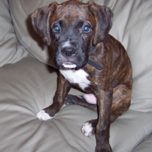 Baxter