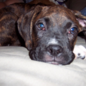 Baxter