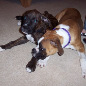 Baxter and Roxie