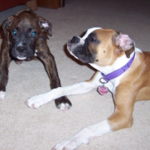 Roxie and Baxter