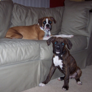 Roxie and Baxter