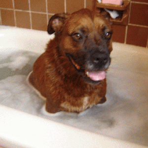 Duke Takin a Bath