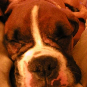 Squishy Face